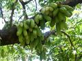  cucumber tree  ,  tree sorrel, Kamias، درخت خیار
